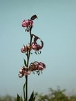 Foto Gallery