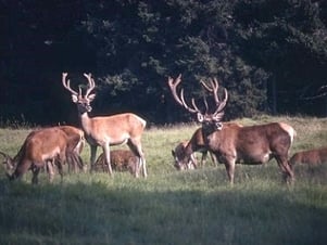 Tiere zum Greifen nahe