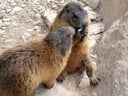Tiere zum Greifen nahe