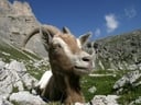 Tiere zum Greifen nahe